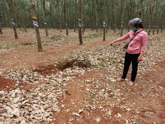 Khu vực M. bị kéo và ném xuống hố trong lô cao su