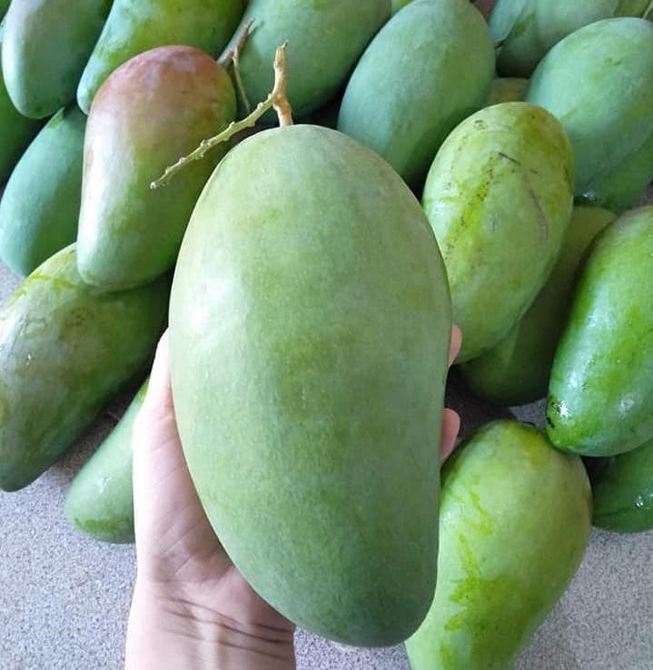 Các loại xoài cát chín mọng do có lượng đường cao nên mang tính nóng. Ảnh: Hạ Mây