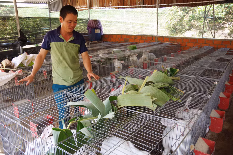 Để thỏ hạn chế bị bệnh, anh Ngôn thường xuyên vệ sinh chuồng trại. Ảnh: V.T