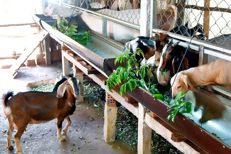 Các giống dê được người dân nuôi chủ yếu là dê cỏ, dê Bách Thảo, dê Boer.