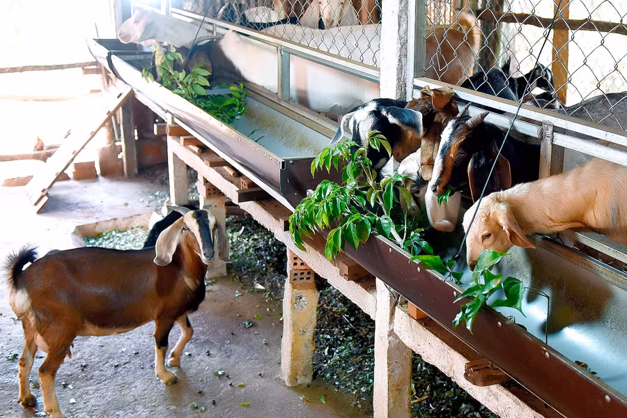 Các giống dê được người dân nuôi chủ yếu là dê cỏ, dê Bách Thảo, dê Boer.