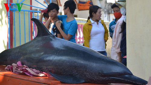 Cá voi vừa được người dân Lý Sơn phát hiện và mai táng. Cá voi vừa được người dân Lý Sơn phát hiện và mai táng.