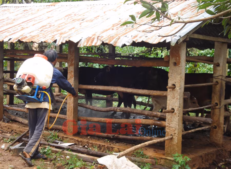  Phun hóa chất tiêu độc, khử trùng. Ảnh: Nguyễn Hồng