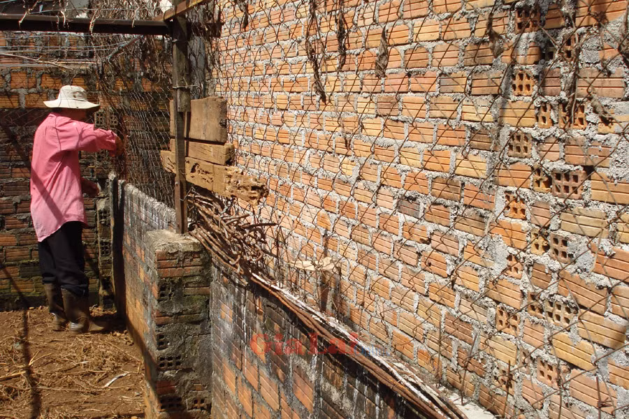 Ảnh: Như Nguyện