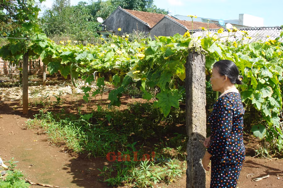 Người dân lại lo vườn tược bị ngập lụt khi mùa mưa đến. Ảnh: N.N