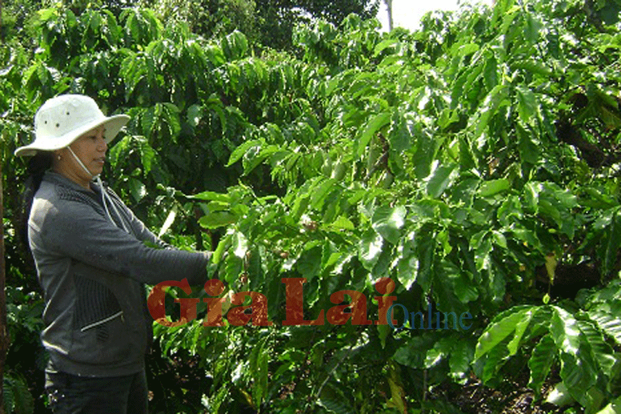 Niên vụ cà phê 2014-2015 tỷ lệ đậu quả giảm mạnh. Ảnh: Bá Thăng Niên vụ cà phê 2014-2015 tỷ lệ đậu quả giảm mạnh. Ảnh: Bá Thăng