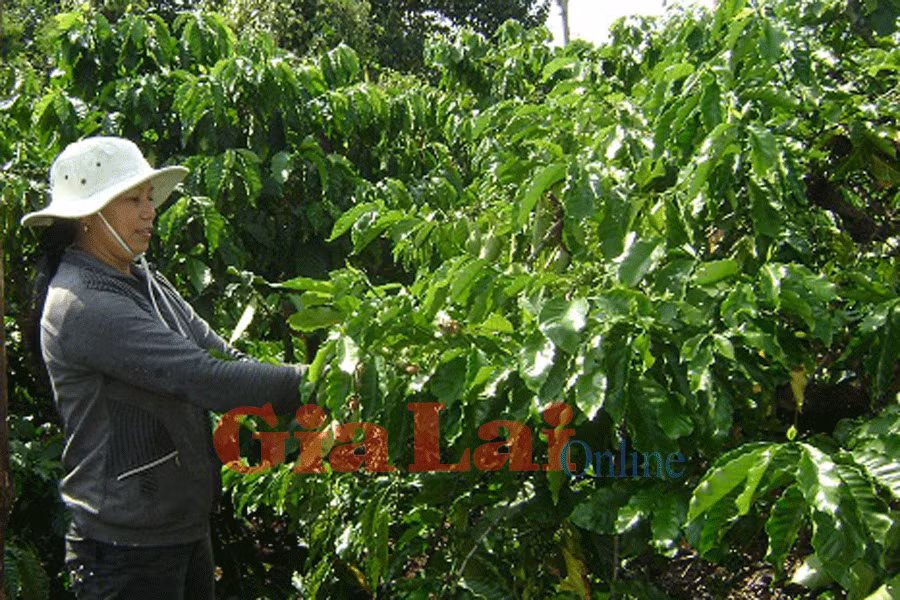 Niên vụ cà phê 2014-2015 tỷ lệ đậu quả giảm mạnh. Ảnh: Bá Thăng