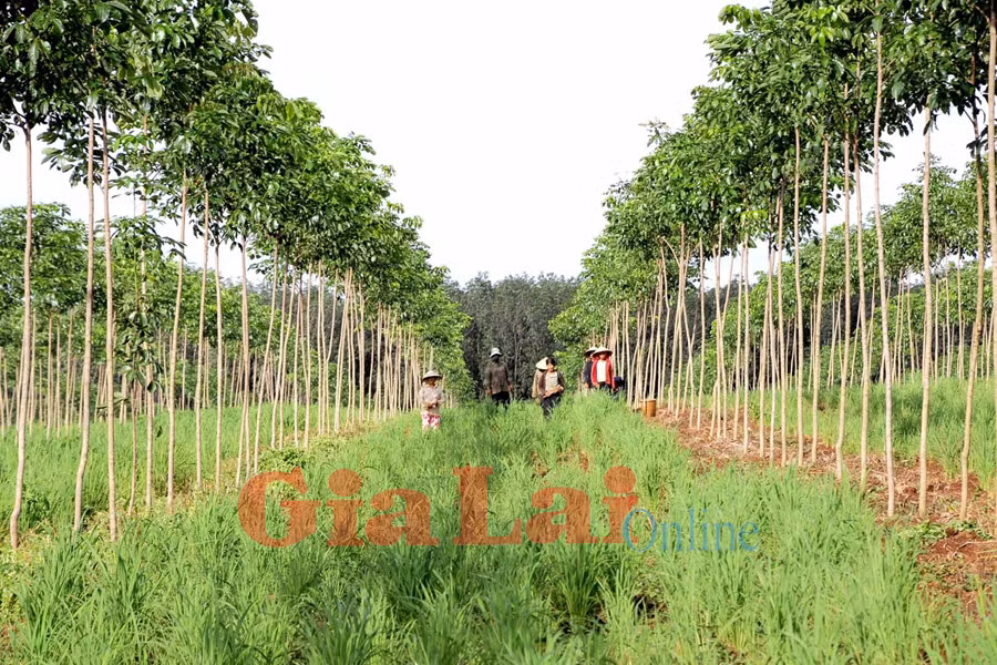 Ảnh: Đức Thụy Ảnh: Đức Thụy