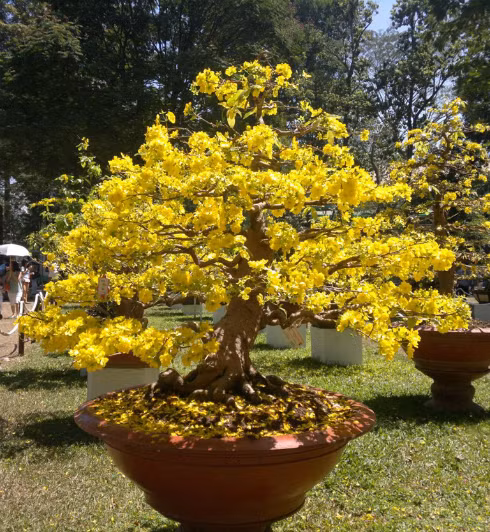 Đối với mai nhiều cánh, cần lặt lá sớm hơn so với mai 5 cánh 4-6 ngày để đảm bảo hoa nở đúng hẹn.