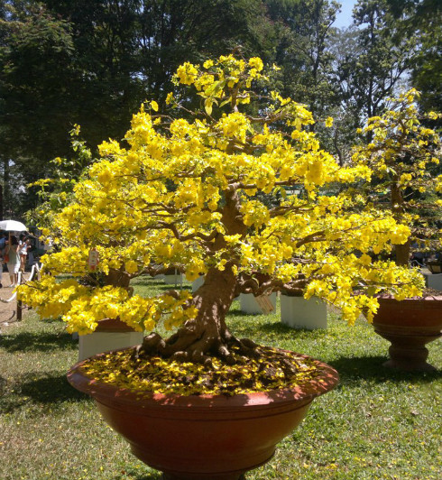 Đối với mai nhiều cánh, cần lặt lá sớm hơn so với mai 5 cánh 4-6 ngày để đảm bảo hoa nở đúng hẹn.