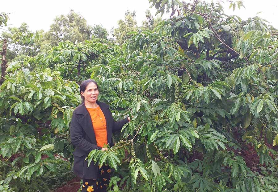  Nhờ áp dụng tiến bộ khoa học kỹ thuật, vườn cà phê của gia đình anh Rơ Châm Yim (làng Yam, thị trấn Ia Kha) luôn cho năng suất cao. Ảnh: H.T