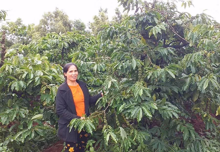  Nhờ áp dụng tiến bộ khoa học kỹ thuật, vườn cà phê của gia đình anh Rơ Châm Yim (làng Yam, thị trấn Ia Kha) luôn cho năng suất cao. Ảnh: H.T