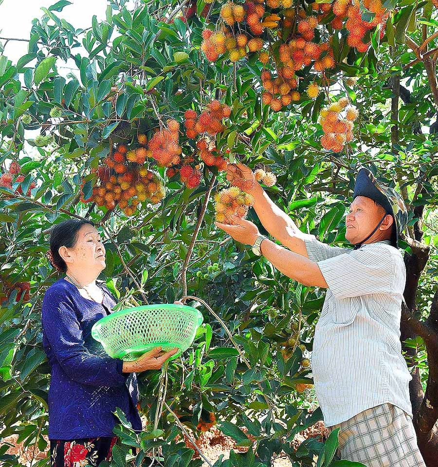 Vườn chôm chôm của một hộ dân ở xã Ia Tô (huyện Ia Grai). Ảnh: Đ.T