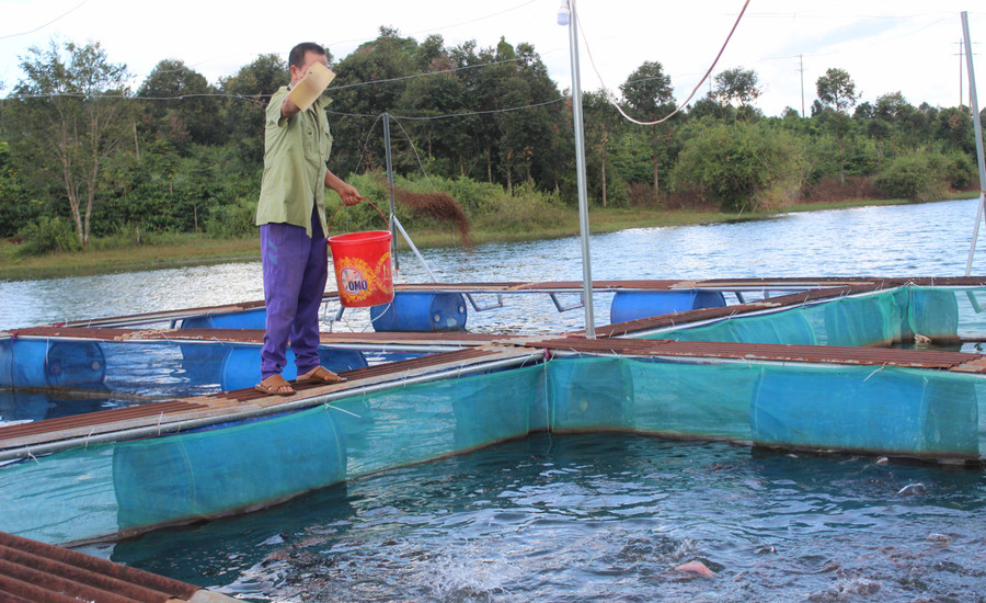 Nuôi cá lồng trên địa bàn huyện Ia Grai. Ảnh: Nguyễn Diệp
