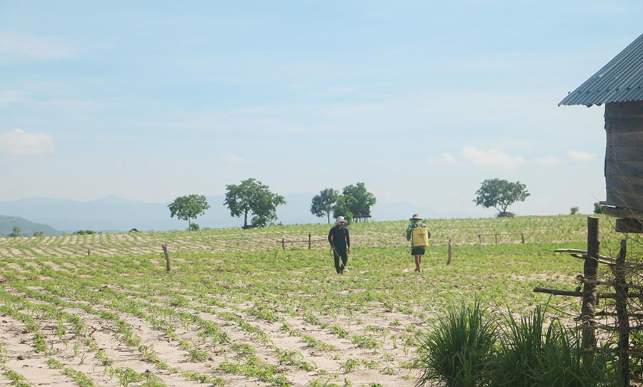 2Hàng loạt diện tích mía nay đã được người dân chuyển sang trồng mì. Ảnh: Quang Tấn
