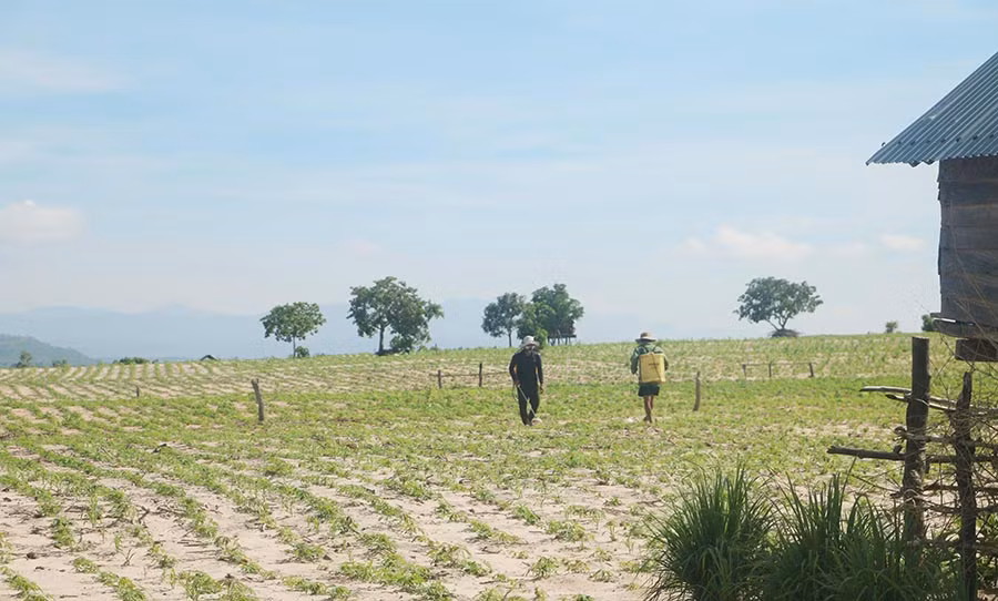 2Hàng loạt diện tích mía nay đã được người dân chuyển sang trồng mì. Ảnh: Quang Tấn