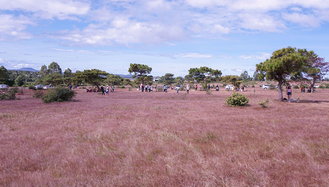 Đồi cỏ hồng ở xã Glar. Ảnh: TRẦN HIẾU