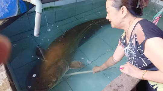 Chủ nhà hàng dự tính bán 500.000 đồng/kg