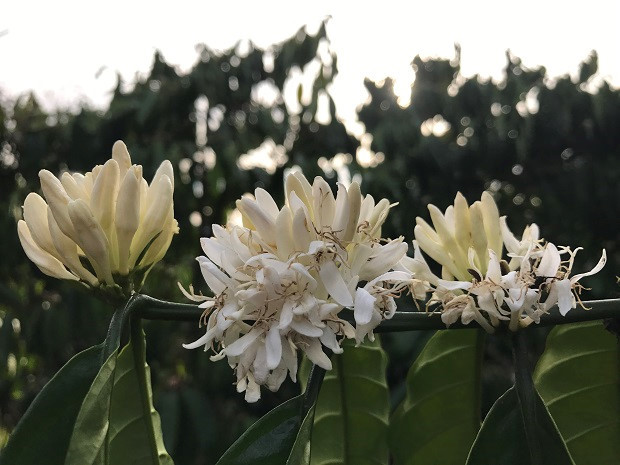  Mùi hương của loài hoa này tô điểm cho ký ức tuổi thơ tôi