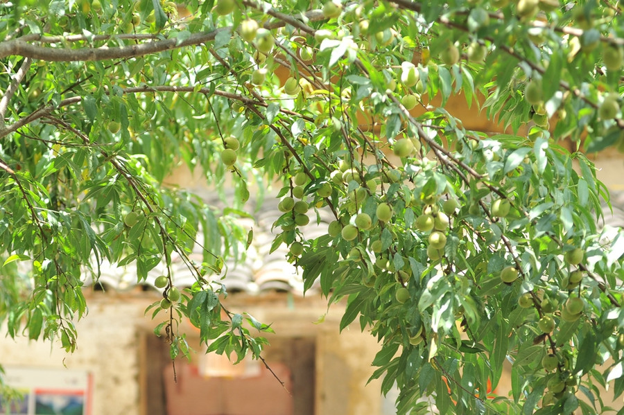 Trước cổng là cây đào cổ. Mùa xuân, cây cho hoa đỏ thắm, mùa hè lại xanh um và ra trái lúc lỉu. Trước cổng là cây đào cổ. Mùa xuân, cây cho hoa đỏ thắm, mùa hè lại xanh um và ra trái lúc lỉu.