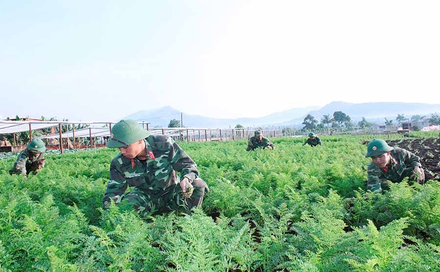  Cán bộ, chiến sĩ Lữ đoàn 234 chăm sóc vườn rau. Ảnh: T.T