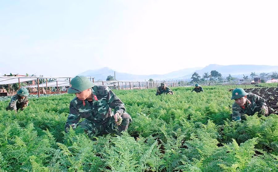  Cán bộ, chiến sĩ Lữ đoàn 234 chăm sóc vườn rau. Ảnh: T.T