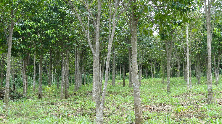  Nhiều địa phương ở Việt Nam có trồng cây trầm hương. Ảnh: ST.