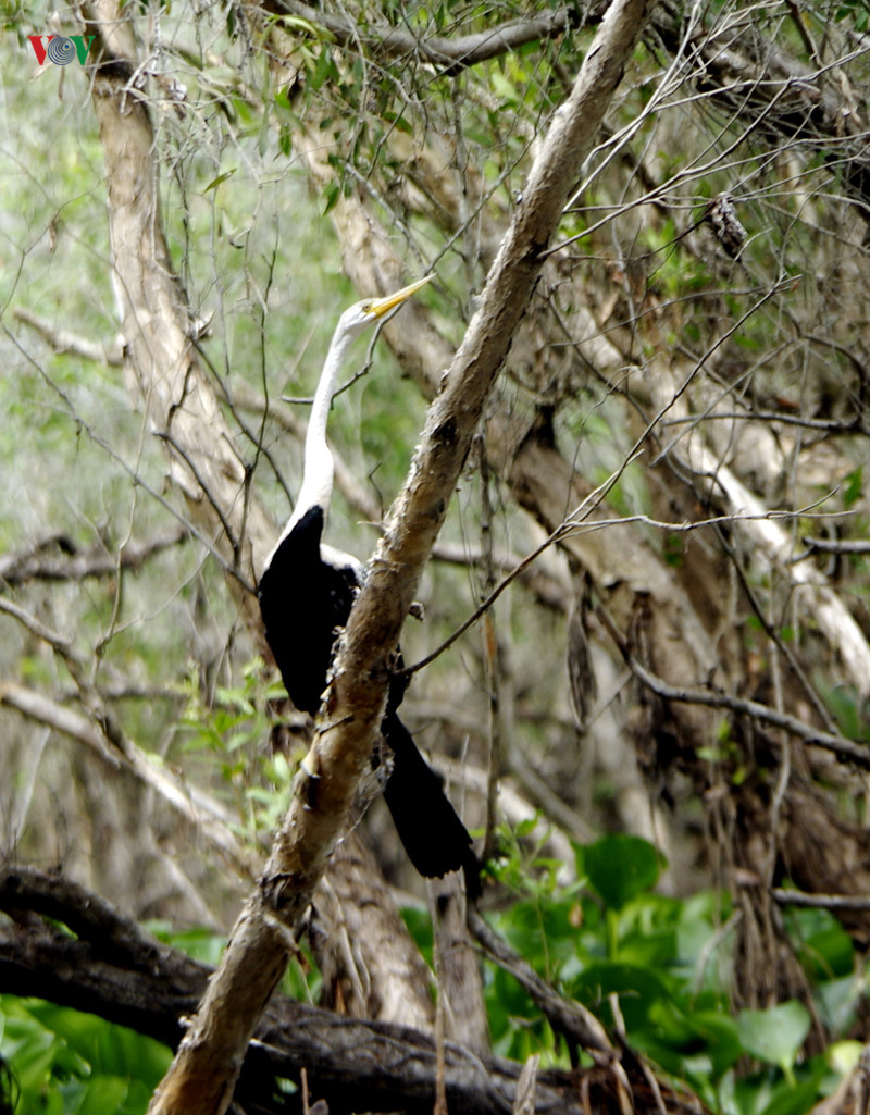 Theo lời các cán bộ kiểm lâm, dễ có đến 20 năm loài chim này vắng bóng, nay mới thấy lại chúng xuất hiện trong rừng ở đây.