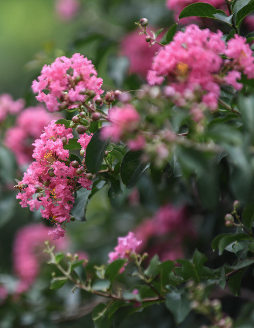 Mỗi năm cây tường vi ra hoa một lần vào mùa hè, khoảng đầu tháng 6 đến tháng 7. Tại vườn này, những cây tường tiếp tục nở rộ khoảng 10 – 20 ngày tới trước khi thưa thớt và tàn dần. Chị Nguyễn Thanh Thuỷ (Hưng Yên) chia sẻ: “Trước đây tôi chỉ thấy tường vi trồng trong chậu thay vì cả hàng dài như thế này. Mùa hoa nở rộ khiến tôi yêu thích khu vườn này”.