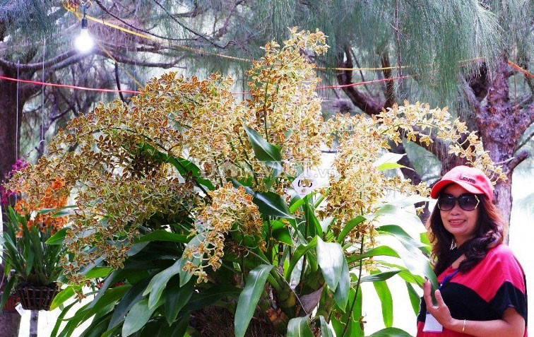 Chậu hoa lan Hoàng Hậu của anh Tiển mang lại thích thú, mê mẩn cho người tham quan. Chậu hoa lan Hoàng Hậu của anh Tiển mang lại thích thú, mê mẩn cho người tham quan.