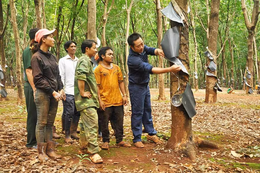  Anh Nguyễn Văn Hải hướng dẫn kỹ thuật cạo mủ cao su cho công nhân đồng bào dân tộc thiểu số. Ảnh: V.H