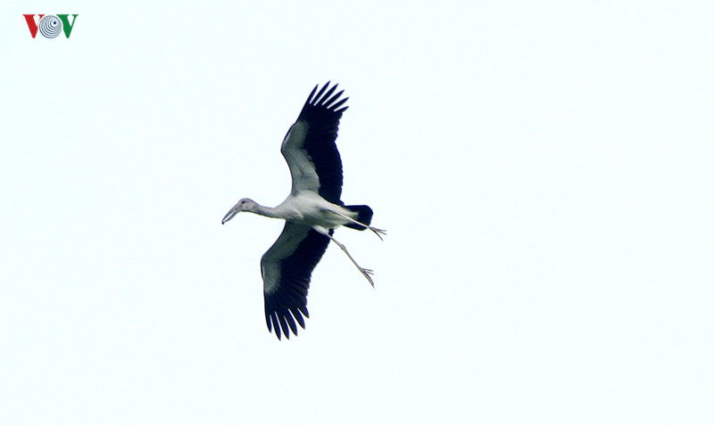  Thức ăn chủ yếu của cò nhạn là các loại ốc, động vật thuỷ sinh như ếch, nhái, cua và côn trùng lớn.