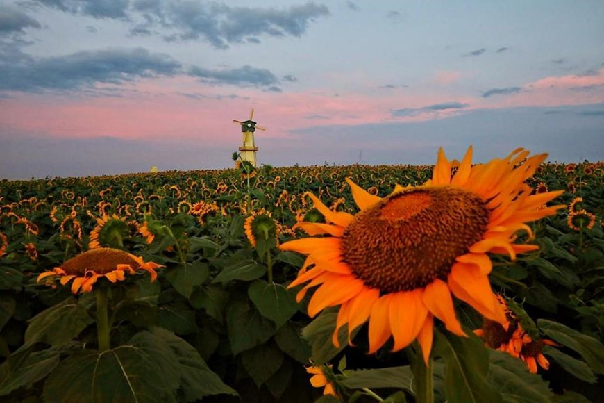  Các nhà nghiên cứu phát hiện đồng hồ sinh học và khả năng phát hiện ánh sáng của hoa hướng dương cùng hoạt động, kích hoạt các gene liên quan đến sự phát triển tại đúng thời điểm cho phép thân cây uốn theo hình cung của Mặt Trời
