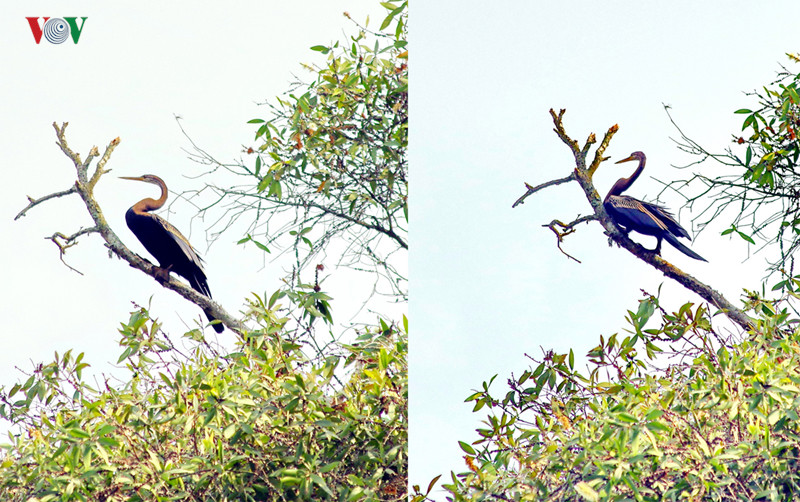  Chim đầu rắn là loài quý hiếm, được xếp vào sách đỏ, đang có nguy cơ bị tuyệt chủng.