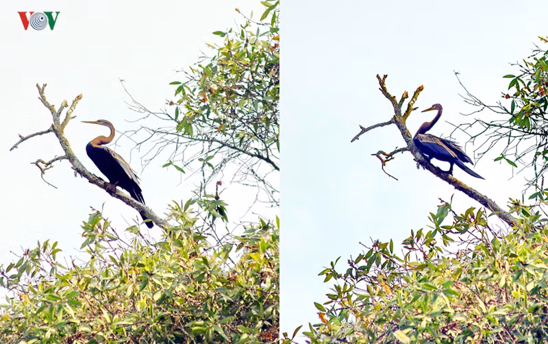  Chim đầu rắn là loài quý hiếm, được xếp vào sách đỏ, đang có nguy cơ bị tuyệt chủng.