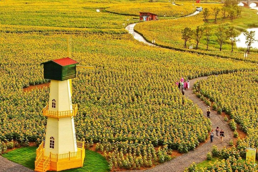 Hoa hướng dương là loài hoa biểu tượng của hy vọng, của sự ấm áp