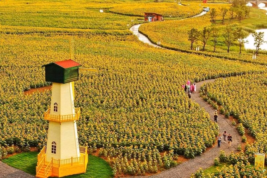 Hoa hướng dương là loài hoa biểu tượng của hy vọng, của sự ấm áp