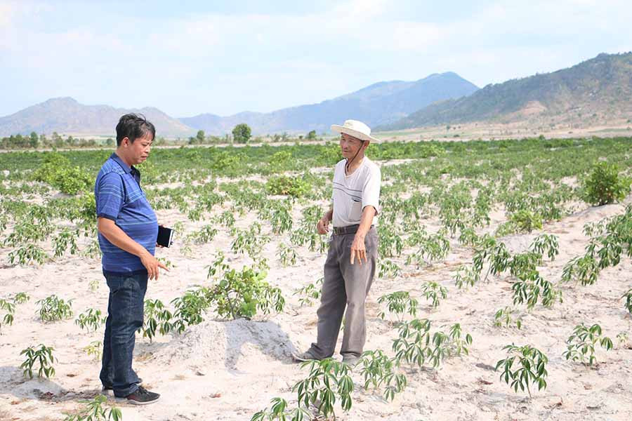  4 ha mía trước đây đã được ông Trần Văn Tạm (thôn Thắng Lợi 4, xã Ia Sol, huyện Phú Thiện) chuyển sang trồng điều xen mì. Ảnh: Q.T