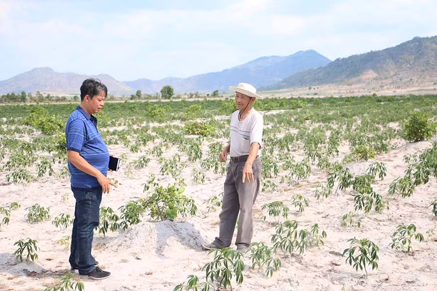  4 ha mía trước đây đã được ông Trần Văn Tạm (thôn Thắng Lợi 4, xã Ia Sol, huyện Phú Thiện) chuyển sang trồng điều xen mì. Ảnh: Q.T