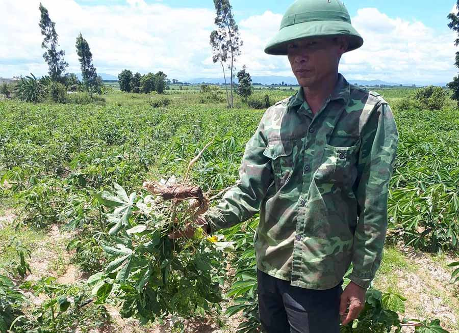 Nhiều nông dân ia pa lo lắng vì mì bị bệnh khảm lá. Ảnh: Đ.P