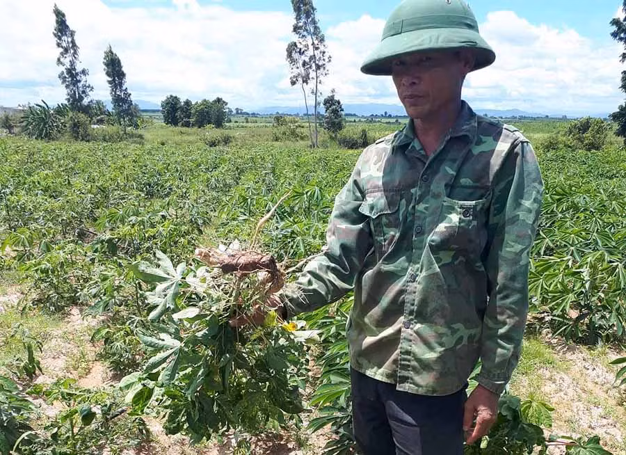 Nhiều nông dân ia pa lo lắng vì mì bị bệnh khảm lá. Ảnh: Đ.P