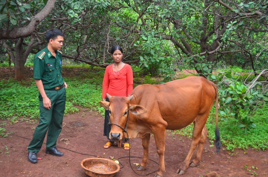  Cán bộ Đồn Biên phòng Ia O hướng dẫn người dân trên địa bàn kỹ thuật chăm sóc bò. Ảnh: P.D