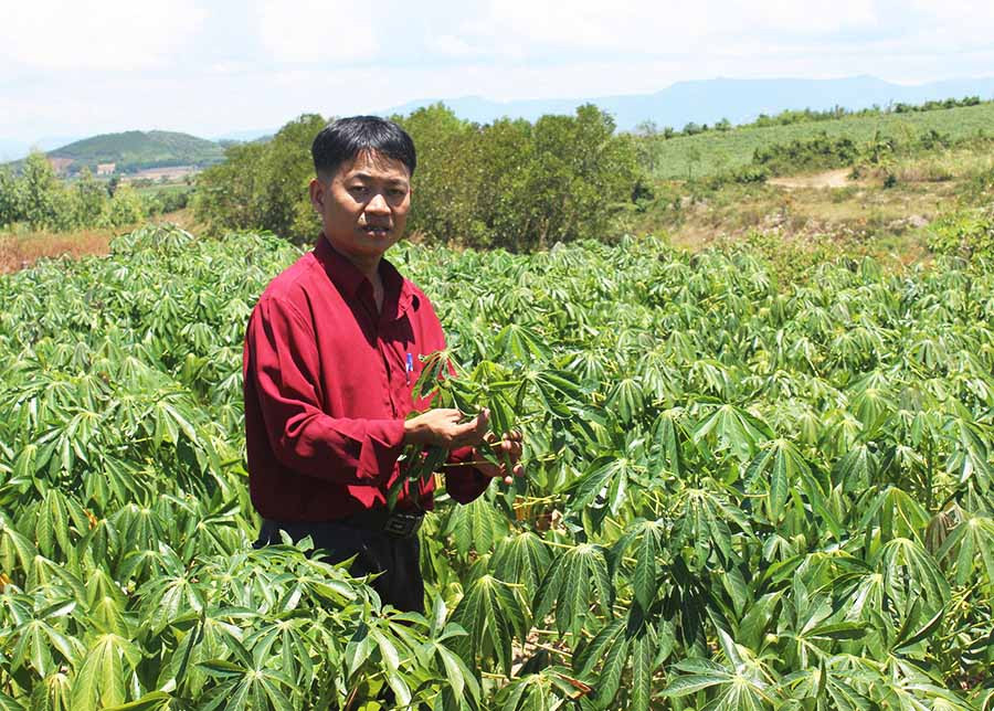  Một rẫy mì bị bệnh khảm lá vi rút tại phường An Phước. Ảnh: N.D