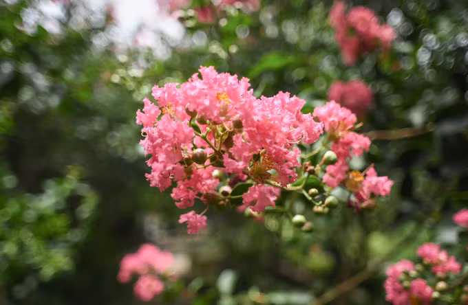  Hoa tường vi khi nở thành từng chùm toả khắp các tán cây, được nhiều người ưa chuộng trồng làm cảnh trong nhà. Đây là loại cây thân gỗ có nguồn gốc từ vùng Đông Á, cao từ 3 đến 5 m.