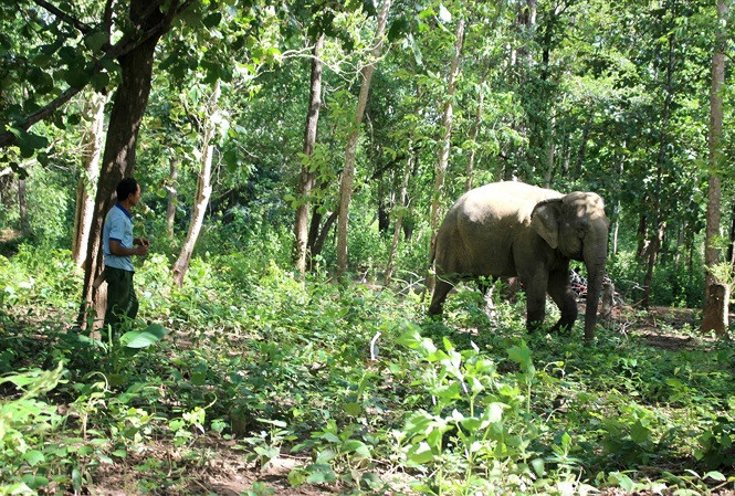 Ông Y Mứt luôn theo sát voi Bun Kham