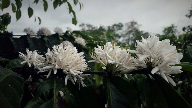  Hoa cà phê đẹp như bông tuyết