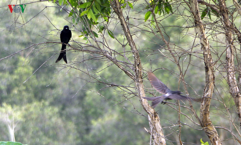  Chim khách (hay còn gọi là hỷ thước)