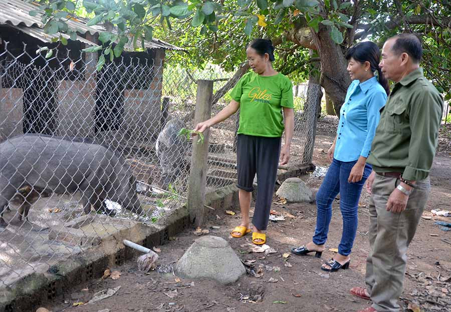  Mô hình nuôi heo rừng lai sinh sản của gia đình bà Hoàng Thị Sầm (thôn Hoa Sen, xã Ia Ma Rơn). Ảnh: H.Đ