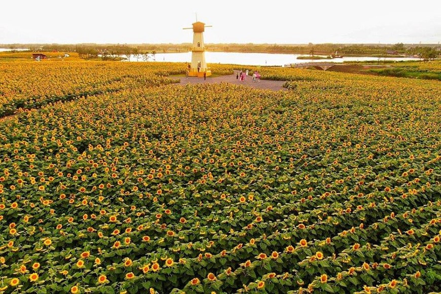 Hơn 5 triệu bông hướng dương thuộc 14 loại khác nhau cùng nhau khoe sắc.