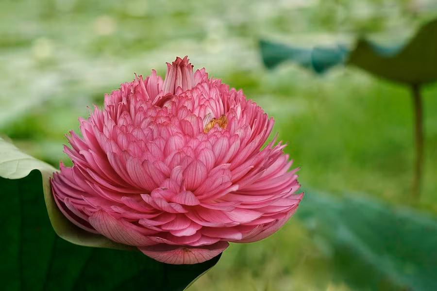  Loài sen nghìn cánh được trồng ở Cổ Loa, Đông Anh, Hà Nội. Mỗi bông nở gần ba tuần. Lớp cánh ngoài như hoa sen thường nhưng bên trong gồm nhiều lớp cánh nhỏ hình bầu dục.